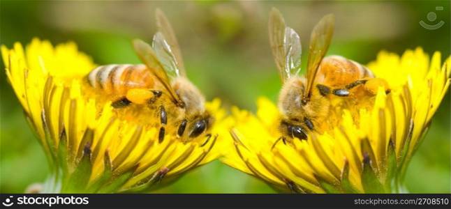 Two Bees eat delicious dandelion flower, series of dandelion.