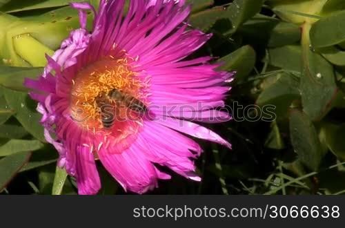 two bees swarming the flower