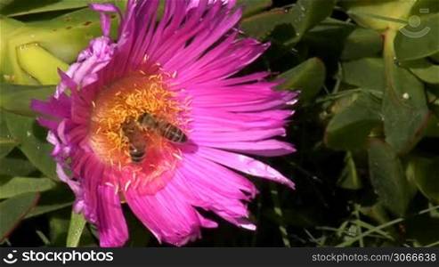 two bees swarming the flower