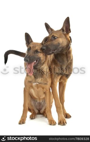 two Belgian Shepherd Dog (Malinois)puppies. two Belgian Shepherd Dog (Malinois)puppies in front of a white background