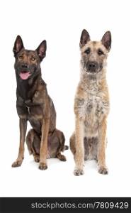 two Belgian shepherd dogs. two Belgian shepherd dogs in front of a white background