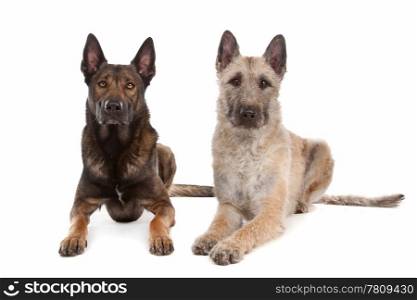 two Belgian shepherd dogs. two Belgian shepherd dogs in front of a white background