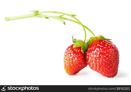 Two berry red strawberry on branch isolated on white background. Two berry red strawberry on branch