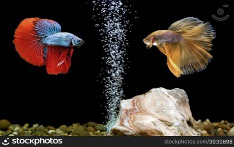 two betta fish, siamese fighting fish in aquarium