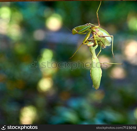 two big green praying mantis on a branch, close up, summer