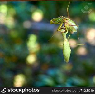 two big green praying mantis on a branch, close up, summer