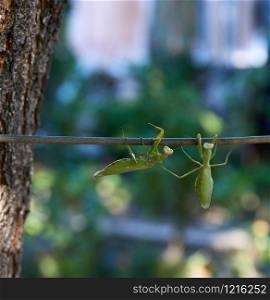 two big green praying mantis on a branch, close up, summer day