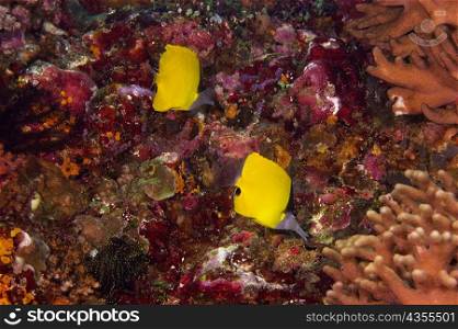 Two Big Longnose butterflyfish (Forcipiger longirostris) swimming underwater, North Sulawesi, Sulawesi, Indonesia