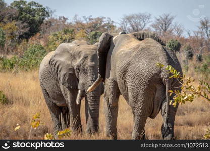 Two big male Elephants playing in the Welgevonden game reserve, South Africa