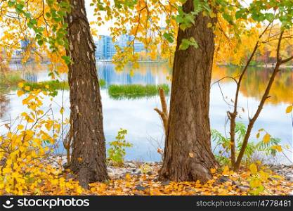 Two big trees with yellow autumn leaves near blue lake
