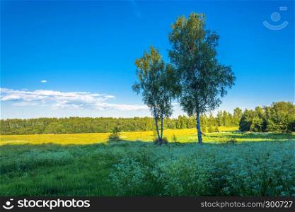 Two birches against a yellow field and blue sky on a Sunny summer evening.