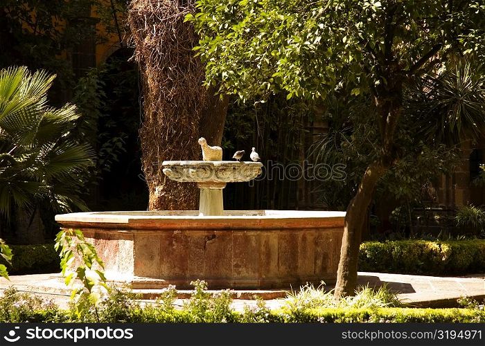 Two birds perching on a birdbath in the garden, Mexico