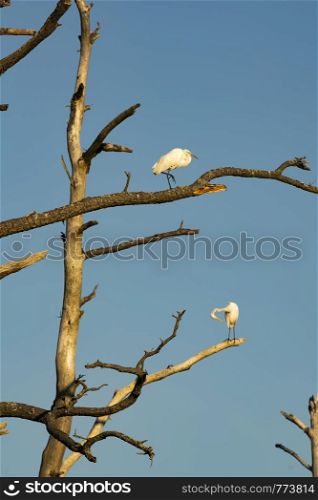 Two birds preen and groom while perched on a tree on Assateague Island