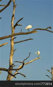 Two birds preen and groom while perched on a tree on Assateague Island