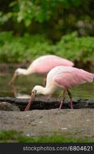 Two birds (Roseate Spoonbill) during their feeding.