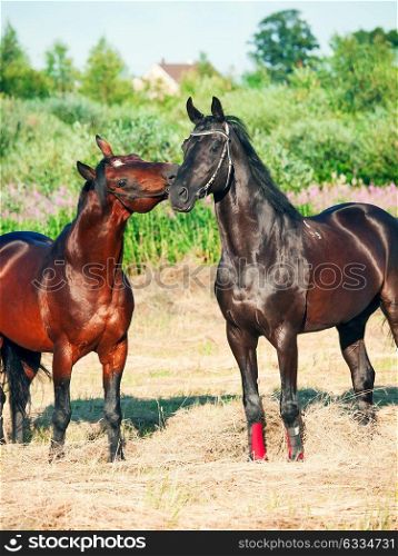 Two black and bay  beautiful  stallions in meadow