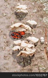 Two black and red Firebug or Pyrrhocoris apterus, adult and nymph, close to white mushrooms on a tree trunk