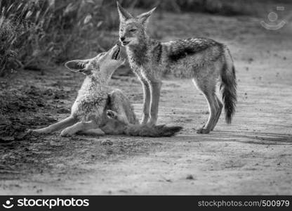 Two Black-backed jackals bonding in black and white in the Central Kalahari, Botswana.