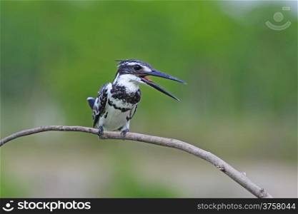 Two black bands on side of breast indicated to male Pied Kingfisher (Ceryle rudis) sitting on a branch