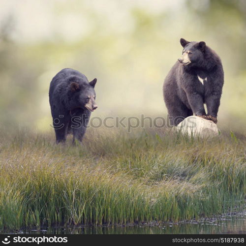 Two Black bears in the grass near water. Two Black bears near water