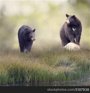 Two Black bears in the grass near water. Two Black bears near water