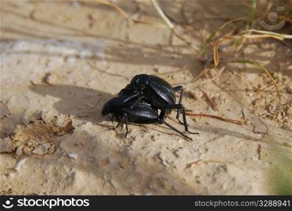 Two black bugs in a private moment