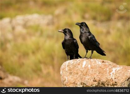 Two black crows in the nature