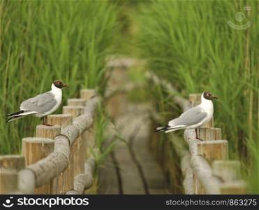 Two black-headed gulls sitting as guards on the railings of wooden path leading through the lake reeds in Lake Kanieris (Latvia), soft focus