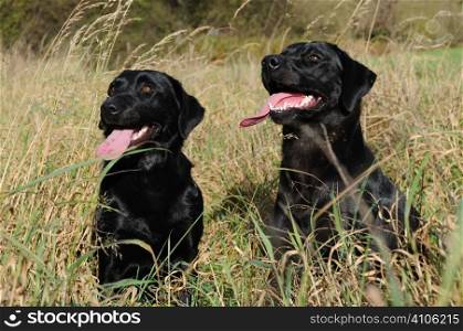 Two black labradors sat in some grass