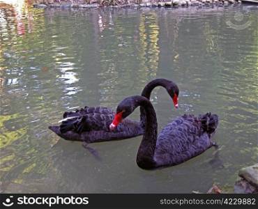 Two black swan on the lake