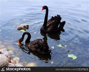 Two black swans and two little swan chicks on a lake.