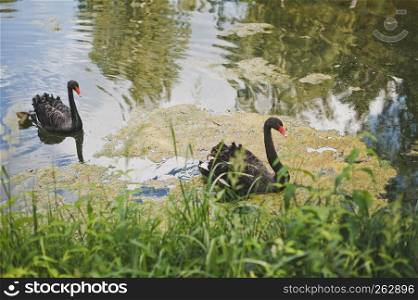 Two black swans swim in the overgrown pond.. Beautiful and true the swans swim in the pond 1973.