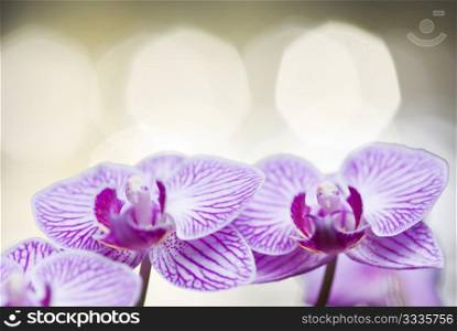 Two blossoming orchid flowers with bokeh background (phalaenopsis spp.)