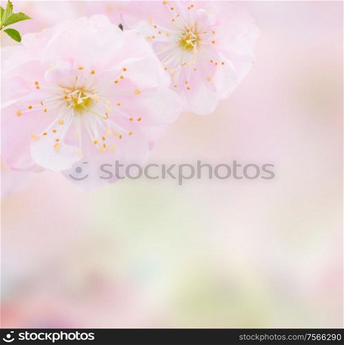 Two blossoming pink sacura cherry tree flower against abstract garden background. Blossoming pink tree Flowers
