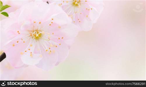 Two blossoming pink sacura cherry tree flower against abstract garden background. Blossoming pink tree Flowers