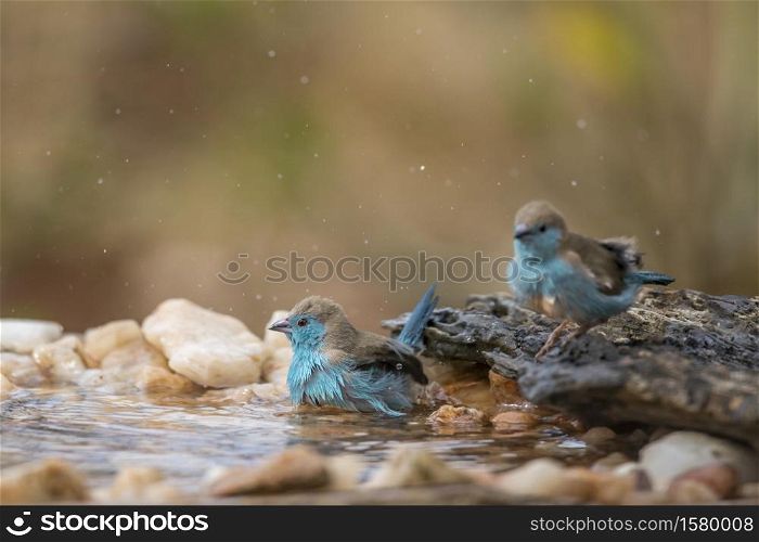 Two Blue-breasted Cordonbleu bathing in waterhole in Kruger National park, South Africa ; Specie Uraeginthus angolensis family of Estrildidae. Blue breasted Cordonbleu in Kruger National park, South Africa