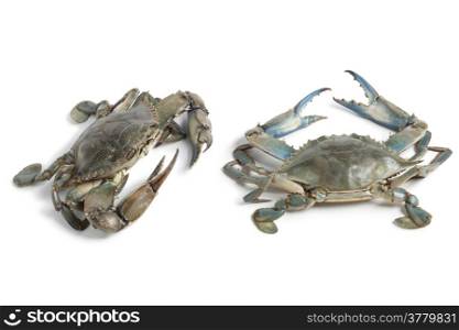 Two blue crabs on white background
