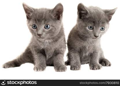 Two Blue Eyed Gray Kittens on White Background
