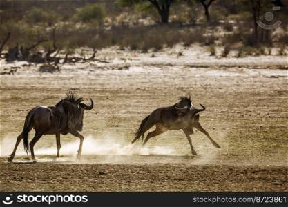 Two Blue wildebeest running in fight in sand dry land in Kgalagadi transfrontier park, South Africa ; Specie Connochaetes taurinus family of Bovidae. Blue wildebeest in Kgalagadi transfrontier park, South Africa