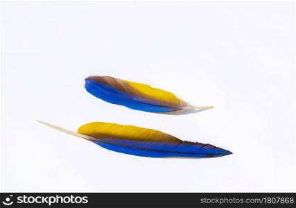 Two blue-yellow macaw feathers on isolated white background