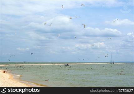 Two boat in a sea gulf and long sandy beach with gulls