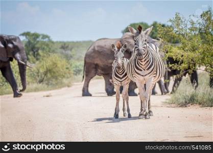 Two bonding Zebras in front of Elephants in the Kruger National Park, South Africa.