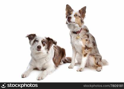 two border collie dogs. two border collie shepherd dogs in front of a white background