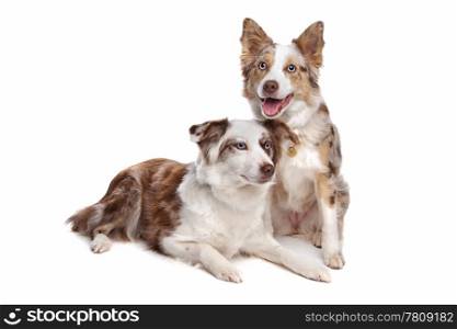 two border collie dogs. two border collie shepherd dogs in front of a white background