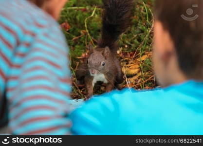 Two boys looking at red squirrel in city park