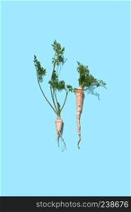 Two branches of green parsley with roots presented on a blue background with space for text. Organic vegetable. Flat lay. Green parsley stalks with a root on a blue background with copy space. Healthy vegetable. Flat lay