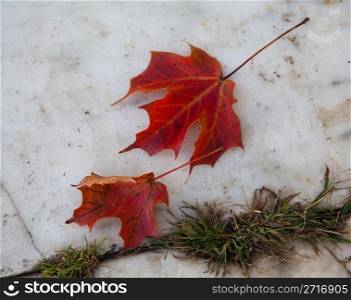 Two bright red leaves laying on a marble pathway
