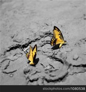 Two bright yellow butterflies on gray mud