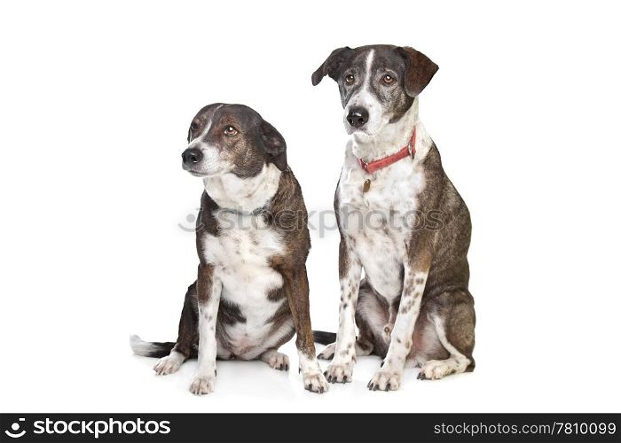 two brown and white mixed breed dogs. two brown and white mixed breed dogs in front of a white background
