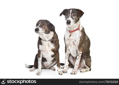 two brown and white mixed breed dogs. two brown and white mixed breed dogs in front of a white background